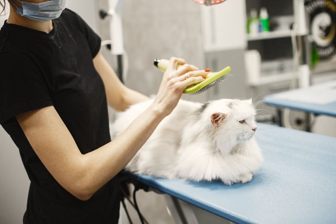Tarama sırasında beyaz bir kedi